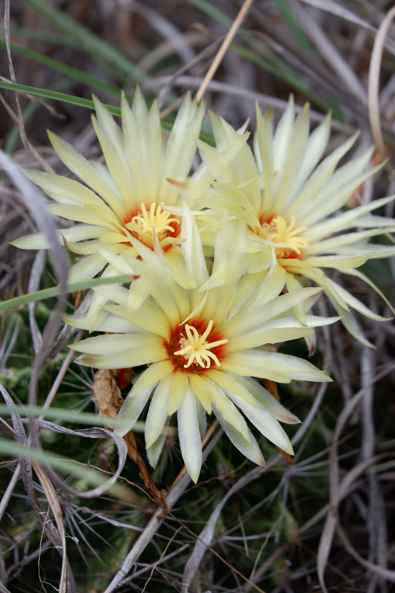 Thelocactus setispinus var orcuttii